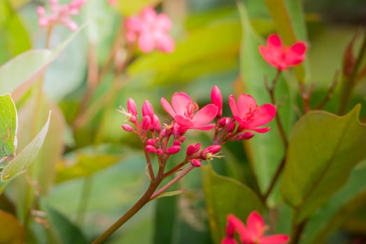 The background image of the colorful flowers, background nature