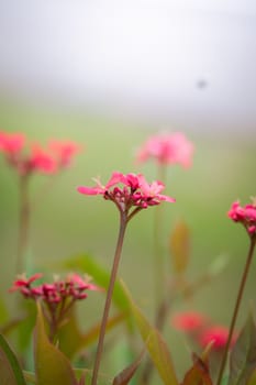 The background image of the colorful flowers, background nature