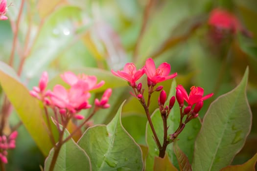 The background image of the colorful flowers, background nature