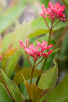 The background image of the colorful flowers, background nature