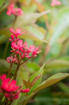 The background image of the colorful flowers, background nature