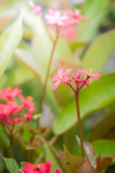 The background image of the colorful flowers, background nature