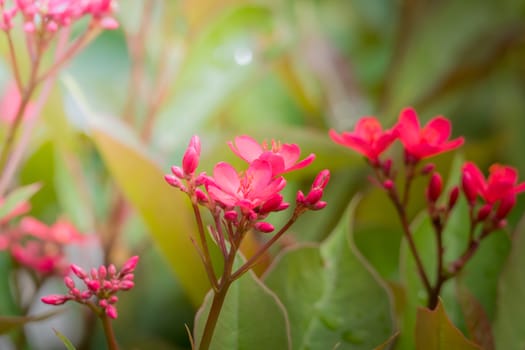 The background image of the colorful flowers, background nature