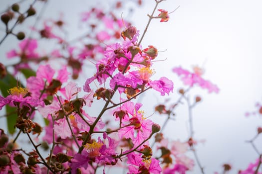 The background image of the colorful flowers, background nature