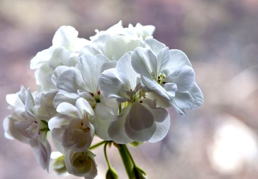 white geranium flower, just bloomed, flowers on the windowsill