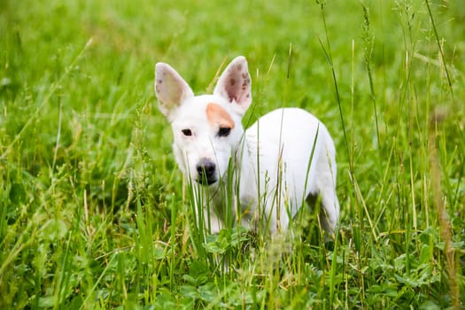 jack Russell  dog free spirit