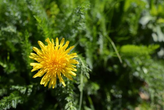 Bright yellow dandelion growing among lush green weeds and grass - with copy space