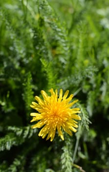 Sunny yellow dandelion flower in selective focus against green yarrow foliage background - with copy space