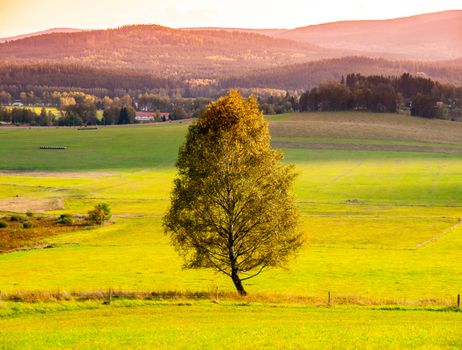 Landscape of Sumava with lonesome tree in the middle of meadow, Czech Republic.
