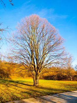 Vibrant landscape with leafless tree on sunny autumn day.