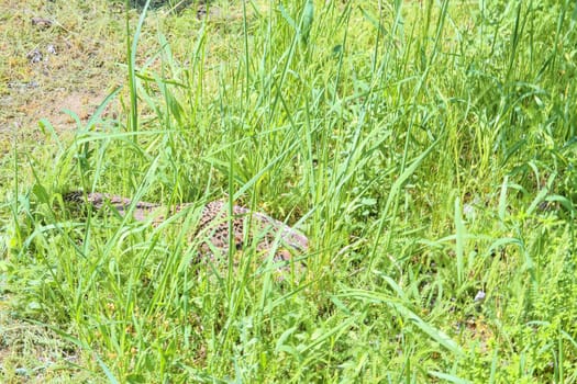Female Common Pheasant sitting in its nest in grass. 
