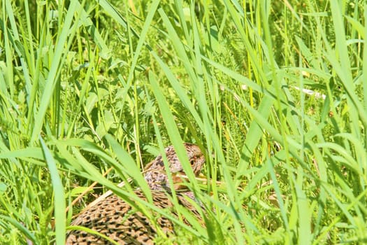 Female Common Pheasant sitting in its nest in grass. Pheasant female nesting in high grass.