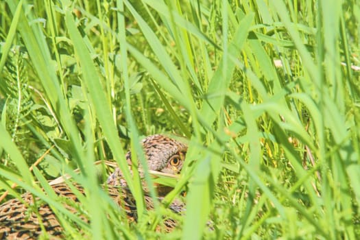 Female Common Pheasant sitting in its nest in grass. 