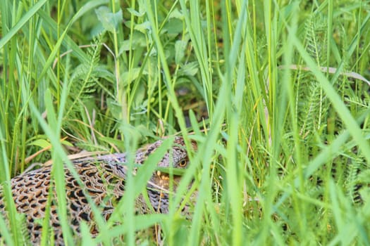 Female Common Pheasant sitting in its nest in grass. Pheasant female nesting in high grass.