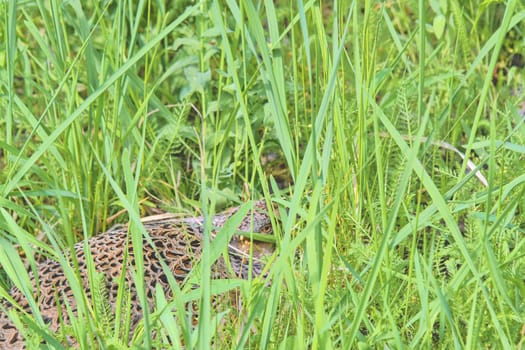 Female Common Pheasant sitting in its nest in grass. Pheasant female nesting in high grass.