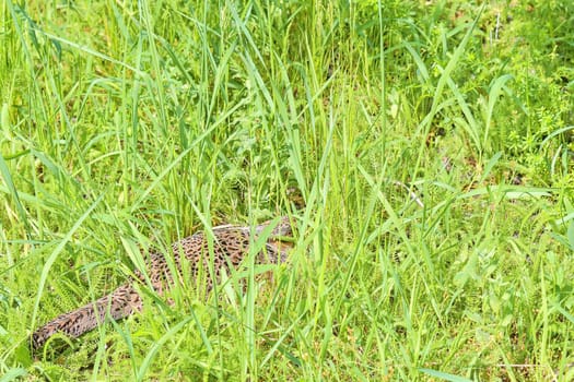 Female Common Pheasant sitting in its nest in grass. 