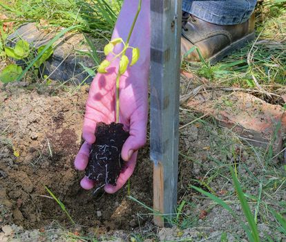 Planting of tomato. Gardener planting tomato.  Young plant of tomato in the hand of farmer. 