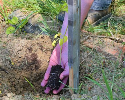 Planting of tomato. Gardener planting tomato.  Young plant of tomato in the hand of farmer. 