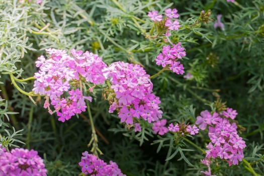 The background image of the colorful flowers, background nature