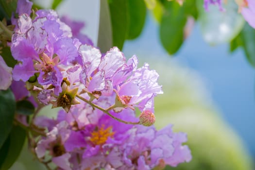 The background image of the colorful flowers, background nature