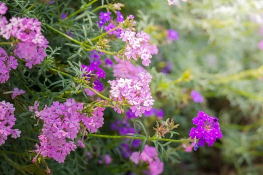 The background image of the colorful flowers, background nature