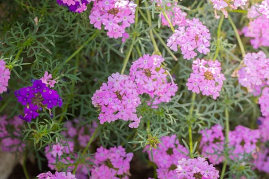 The background image of the colorful flowers, background nature