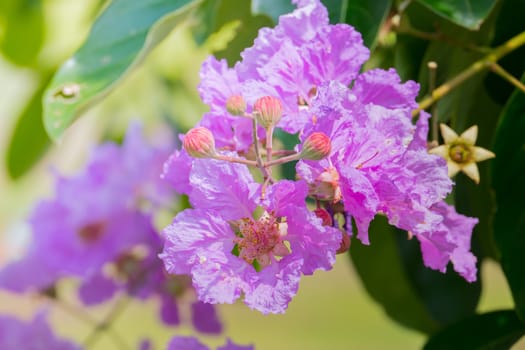 The background image of the colorful flowers, background nature