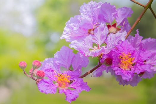 The background image of the colorful flowers, background nature