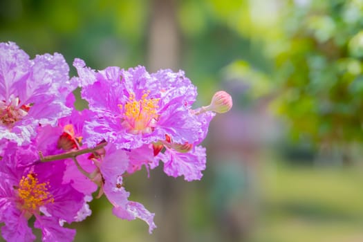 The background image of the colorful flowers, background nature