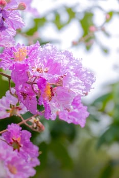 The background image of the colorful flowers, background nature