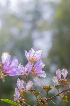 The background image of the colorful flowers, background nature