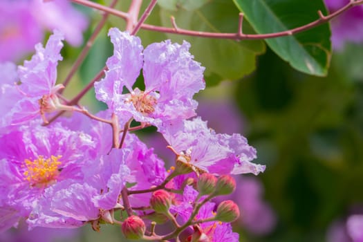 The background image of the colorful flowers, background nature