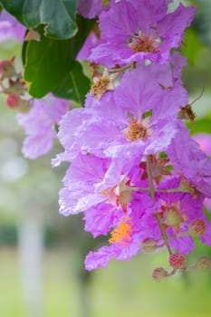 The background image of the colorful flowers, background nature