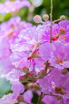 The background image of the colorful flowers, background nature