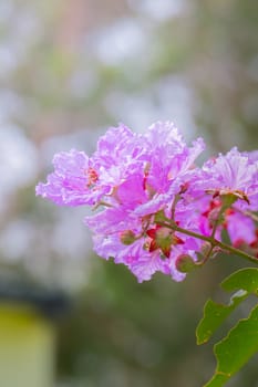 The background image of the colorful flowers, background nature