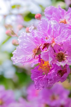 The background image of the colorful flowers, background nature