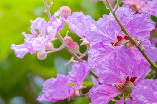 The background image of the colorful flowers, background nature