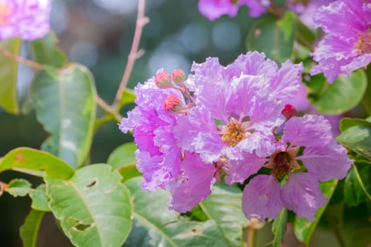 The background image of the colorful flowers, background nature