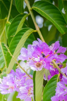 The background image of the colorful flowers, background nature