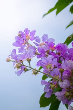 The background image of the colorful flowers, background nature