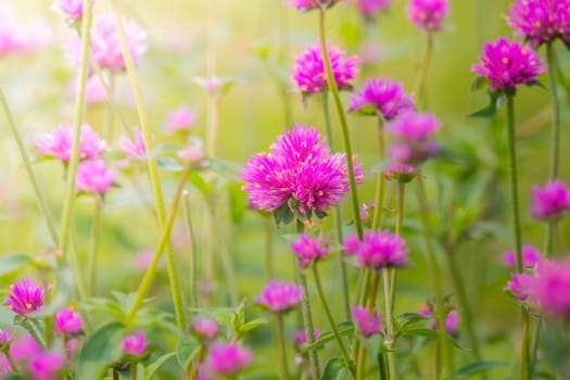 The background image of the colorful flowers, background nature