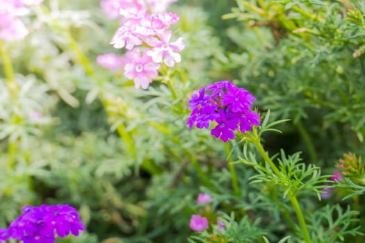 The background image of the colorful flowers, background nature