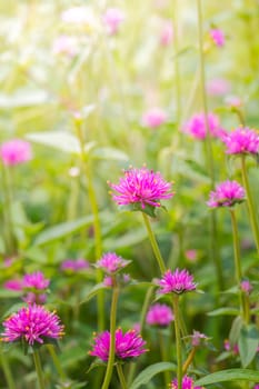 The background image of the colorful flowers, background nature