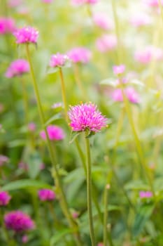 The background image of the colorful flowers, background nature