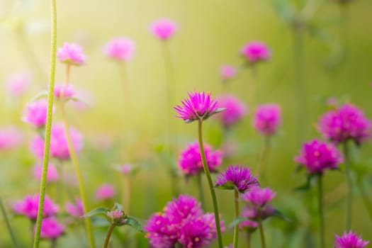 The background image of the colorful flowers, background nature