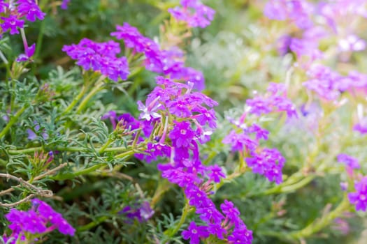 The background image of the colorful flowers, background nature