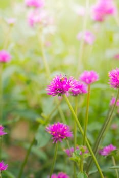 The background image of the colorful flowers, background nature