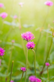 The background image of the colorful flowers, background nature