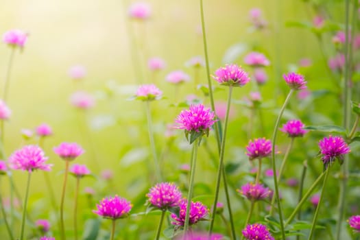 The background image of the colorful flowers, background nature