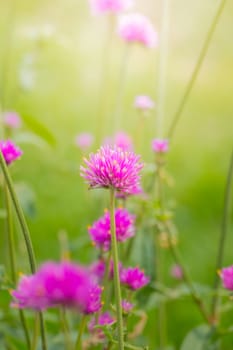 The background image of the colorful flowers, background nature